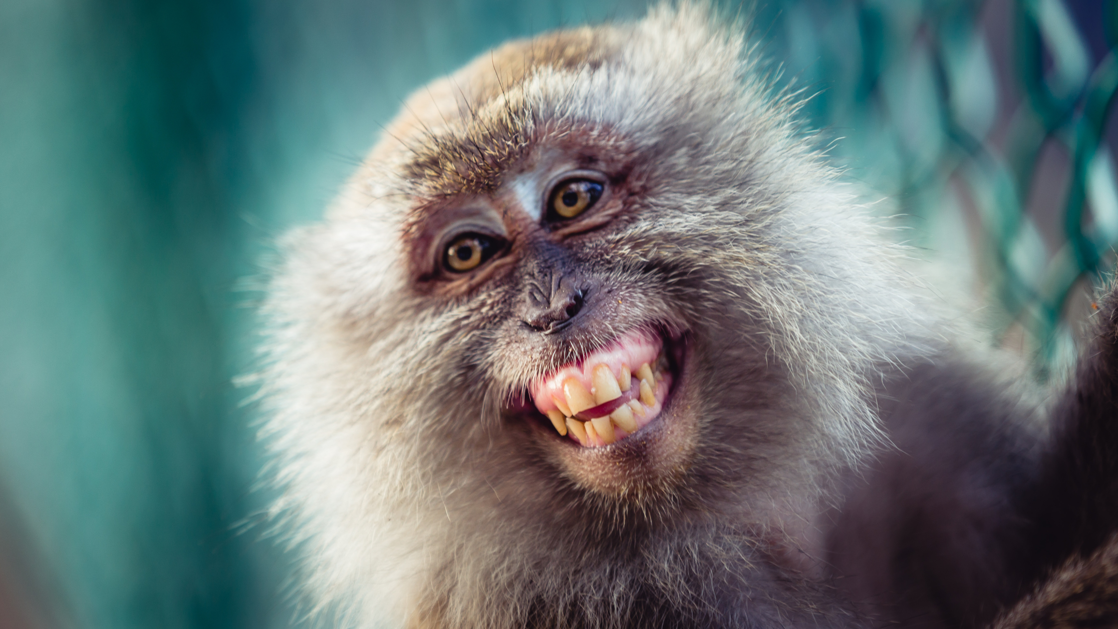 Hey there Monkey – You’re Messing with my Mind! [Preparing for Clarity] Part 4